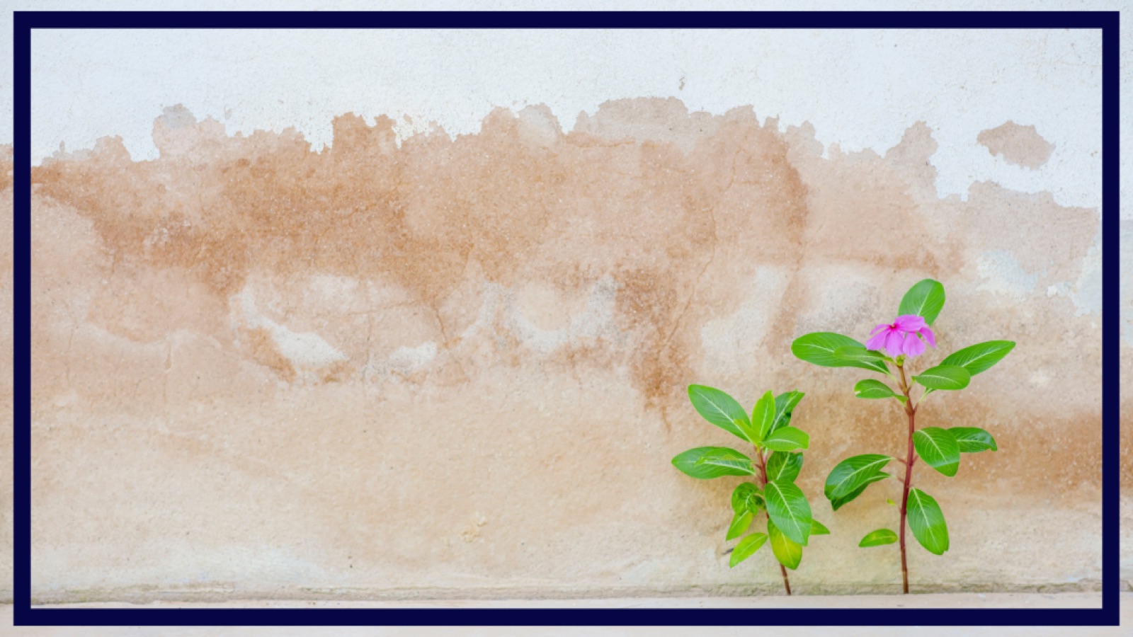 The Art of the Comeback: Cultivating Resilience in Business and Life